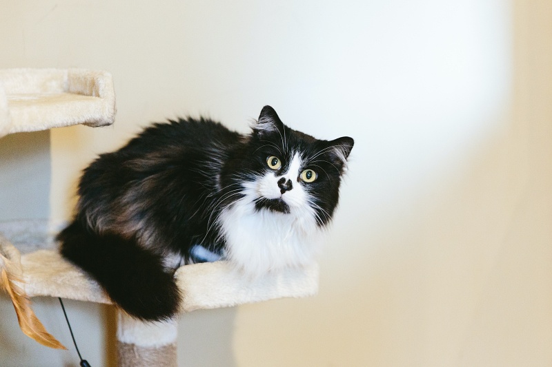 4 Reasons Your Cat Hisses - Taylor Crossing Animal Hospital